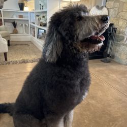 Wilco Farm Store - Redmond - Such a happy dog!