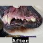 Photo of Doggie Dental AZ