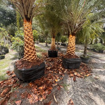 Leelandscaping - Palm trees we sell and plant - Landscaping Near Me - Leesburg, Florida Leelandscaping - Palm trees we sell and plant - Landscaping Near Me - Leesburg, Florida