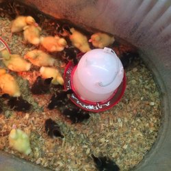 Tractor Supply - Tractor supply has chicks!