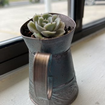 Jesse's Place - a potted succulent on a window sill - Breakfast & Brunch Near Me - Panama City Beach, Florida Jesse's Place - a potted succulent on a window sill - Breakfast & Brunch Near Me - Panama City Beach, Florida