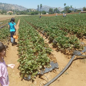 Kenny's Strawberry Farm - Fruits & Veggies Near Me - Fallbrook, California