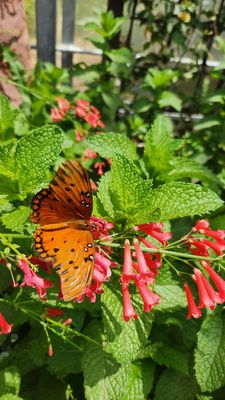 Springs Preserve by null