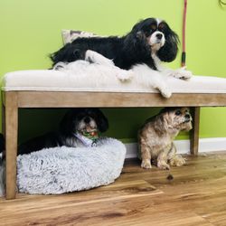 Wags Grooming - Wags Grooming Newport
