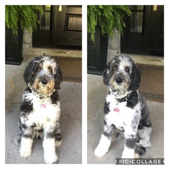 Q Dog Studio - Before and after. Zoe is looking fabulous - Pet Groomers Near Me - Markham, Ontario