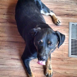 Bark Busters Home Dog Training