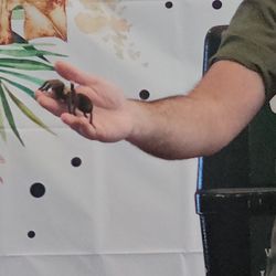 JG's Reptile Road Show - Tarantula, specifically brought for my daughter's party per her request.