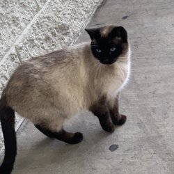 Go Mart - Guard ‍ cat