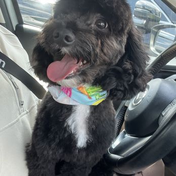 Plush Paws Pet Salon - Blue was so happy after his first grooming appointment - Pet Groomers Near Me - Orlando, Florida Plush Paws Pet Salon - Blue was so happy after his first grooming appointment - Pet Groomers Near Me - Orlando, Florida