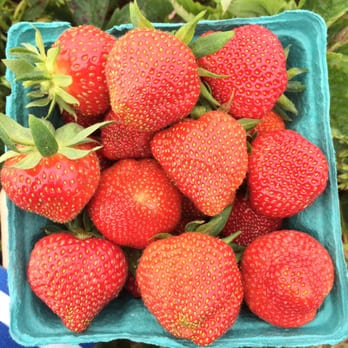 Lewin Farms - Pick your own strawberries - Pick Your Own Farms Near Me - Calverton, New York Lewin Farms - Pick your own strawberries - Pick Your Own Farms Near Me - Calverton, New York