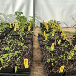 McLean Nurseries