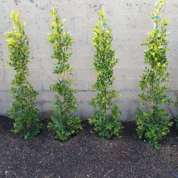 Moon Valley Nurseries - These are the plants Mike and his team installed today. 18 of these beautiful trees!! - Tree Services Near Me - Irvine, California Moon Valley Nurseries - These are the plants Mike and his team installed today. 18 of these beautiful trees!! - Tree Services Near Me - Irvine, California