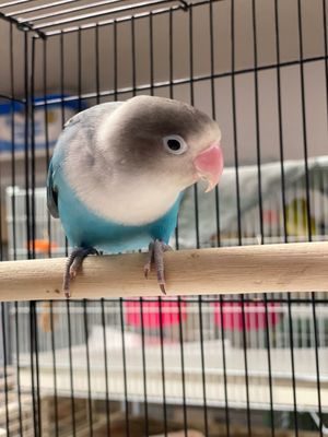 Birds & More by null