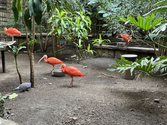 Bird Kingdom by null