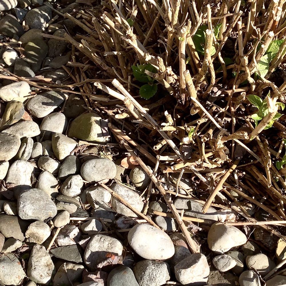 SLS Landscaping - a close up of a plant growing between rocks - Landscaping Near Me - Lumberton, New Jersey