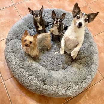 Coronado Pet Hospital - Pixie, Pico, Dulce and Lacey - Veterinarians Near Me - Rio Rancho, New Mexico Coronado Pet Hospital - Pixie, Pico, Dulce and Lacey - Veterinarians Near Me - Rio Rancho, New Mexico