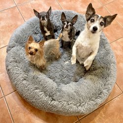 Coronado Pet Hospital - Pixie, Pico, Dulce and Lacey