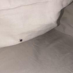 Fairbanks Inn - Ticks