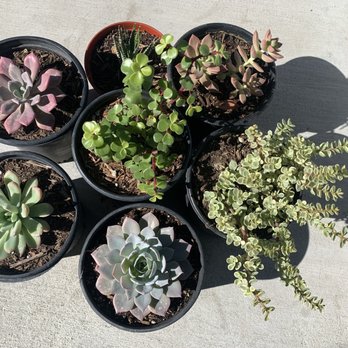 Partida Nursery - Succulents - Nurseries & Gardening Near Me - Perris, California