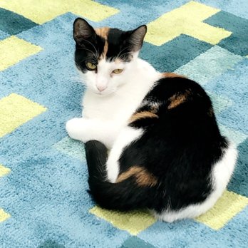 The Kitty Beautiful - Cafes Near Me - Orlando, Florida