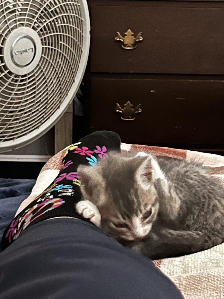 Jan’s Pet Sitting - pet boarding facility in Meridian, ID