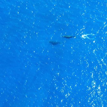 Blue Hawaiian Helicopters - Pilot found us some whales - Aerial Tours Near Me - Honolulu, Hawaii Blue Hawaiian Helicopters - Pilot found us some whales - Aerial Tours Near Me - Honolulu, Hawaii