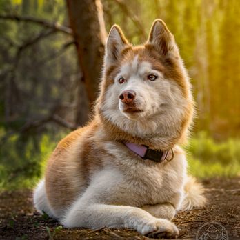 Adventure Pup Photography - Keke outside of Breckenridge - Pet Photography Near Me Adventure Pup Photography - Keke outside of Breckenridge - Pet Photography Near Me