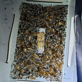 D-Solution Extermination - Pest Control Near Me - Beloeil, Quebec