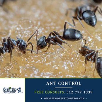 Stride Pest Control - Austin pest control by Stride Pest Control. Call for your free phone consultation: 512-777-1339 - Pest Control Near Me - Austin, Texas Stride Pest Control - Austin pest control by Stride Pest Control. Call for your free phone consultation: 512-777-1339 - Pest Control Near Me - Austin, Texas