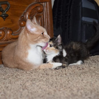 OCSP Cat Rescue - Loved the cat I adopted from them so much I agreed to foster more. My cat is a good "foster brother" to his little siblings. - Animal Shelters Near Me - Fountain Valley, California OCSP Cat Rescue - Loved the cat I adopted from them so much I agreed to foster more. My cat is a good "foster brother" to his little siblings. - Animal Shelters Near Me - Fountain Valley, California