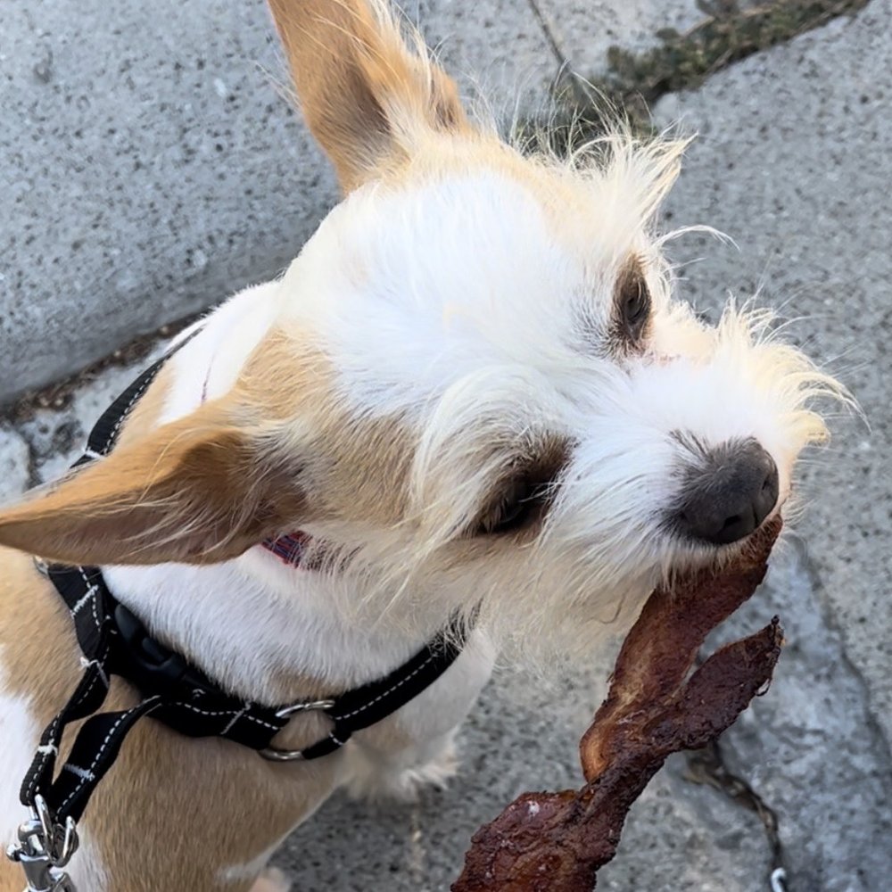 Lighthouse Cafe - Well cooked bacon for this fur baby - Breakfast & Brunch Near Me - San Pedro, California Lighthouse Cafe - Well cooked bacon for this fur baby - Breakfast & Brunch Near Me - San Pedro, California