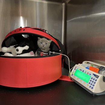 Veterinary Emergency Group - Emergency Pet Hospital Near Me - Encinitas, California