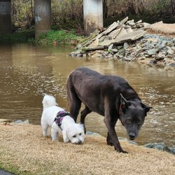 Kate's Critter Care - Our pooches!