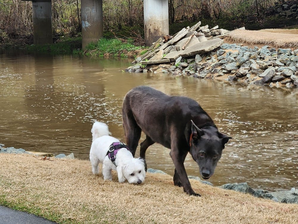 Kate's Critter Care - pet boarding facility in Durham, NC