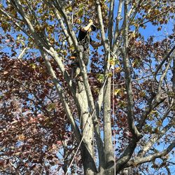 Wildwood Tree Service