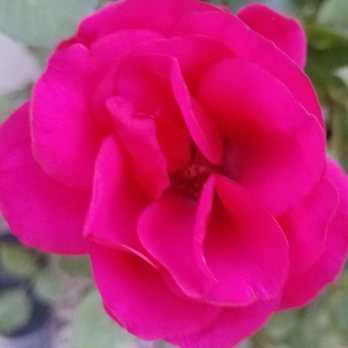 Carson City-Nevada - Tea Roses - captured around City of Carson buildings ~ ALWAYS stop to smell the roses! - Local Flavor Near Me - Carson City, Nevada