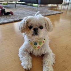 D'Tails Pet Boutique