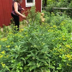 British Institute of Homeopathy - The British Institute is located on a working natural farm that grows hundreds of medicinal botanicals that are used for homeopathy.