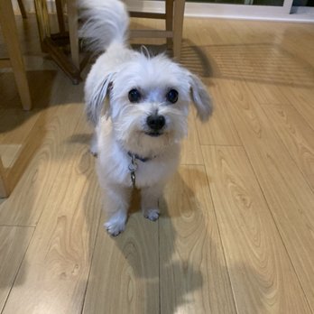 All Breed - Pet Groomers Near Me - Concord, California