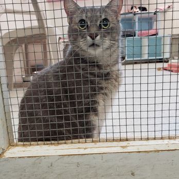 Save the Animals Foundation - Slate - Community Service/Non-Profit Near Me - Cincinnati, Ohio