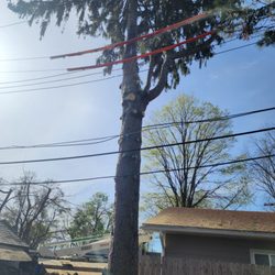 Kappen Tree Service