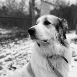 The Muttley Crew - A gentle giant. The Great Pyrenees. This beautiful girl just warms my heart