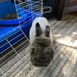 Our bunny Mei Mei had surgery to remove a abscess Our bunny Mei Mei had surgery to remove a abscess