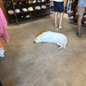 Everyday California - Indi the cute dog - Rafting/Kayaking Near Me - La Jolla, California