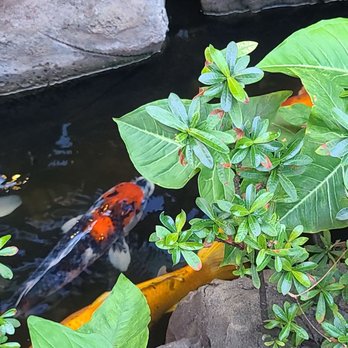 Down the Hatch Maui - Cool Koi pond in the dining area - Seafood Near Me - Lahaina, Hawaii Down the Hatch Maui - Cool Koi pond in the dining area - Seafood Near Me - Lahaina, Hawaii