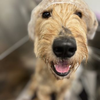 Lulu's Pet Spa - Pet Bath Day, yay! - Pet Groomers Near Me - Davie, Florida