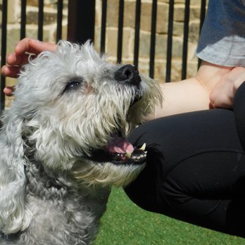 Rover Resort - Pet Groomers Near Me - Mckinney, Texas