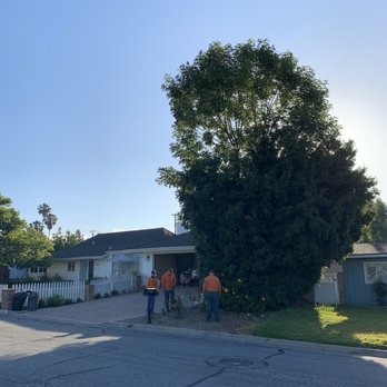 Environmental Green Tree Care - Before - Tree Services Near Me Environmental Green Tree Care - Before - Tree Services Near Me