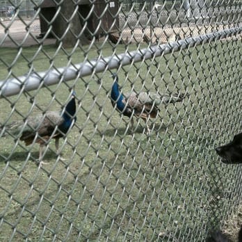Merril Park - Peacocks on display - Parks Near Me - Colonia, New Jersey
