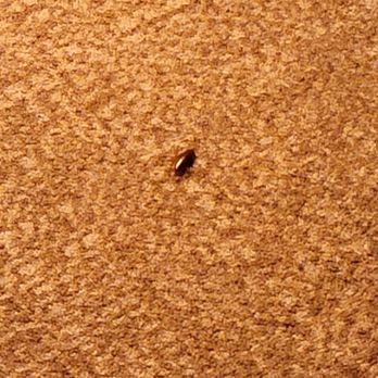 Home2 Suites by Hilton Jacksonville, NC - Roaches!!! - Hotels Near Me - Jacksonville, North Carolina Home2 Suites by Hilton Jacksonville, NC - Roaches!!! - Hotels Near Me - Jacksonville, North Carolina
